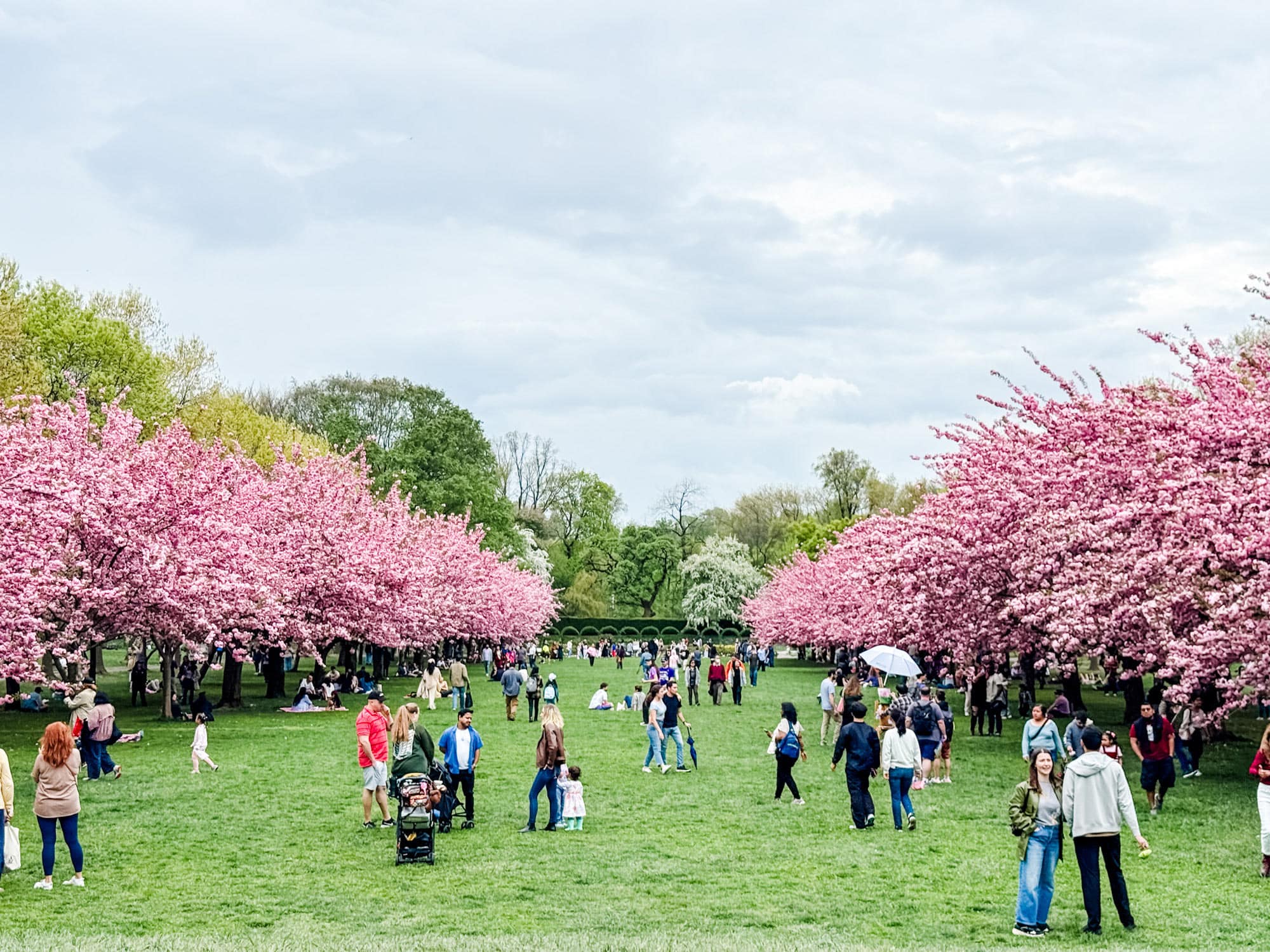 Brooklyn Botanic Garden